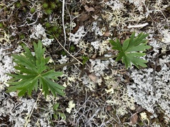 Anemonastrum sibiricum