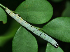 Bastilla solomonensis