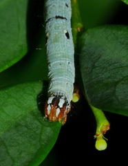 Bastilla solomonensis