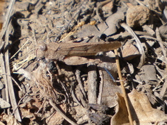 Trimerotropis thalassica