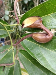 Aristolochia maxima