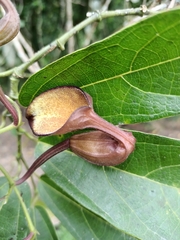 Aristolochia maxima