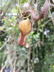 Aristolochia maxima