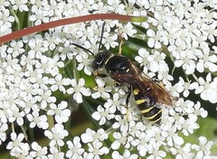 Aphilanthops frigidus