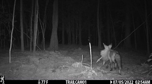Wild Turkey photographed in Tennessee