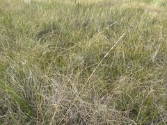 Festuca hallii