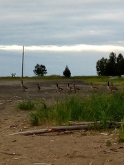 Branta canadensis canadensis