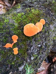 Trametes cinnabarina