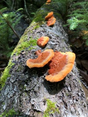 Trametes cinnabarina