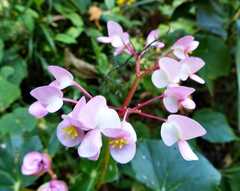 Begonia bracteosa