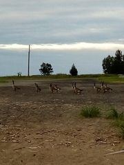 Branta canadensis canadensis