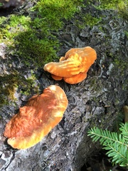 Trametes cinnabarina