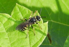 Aphilanthops frigidus