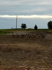 Branta canadensis canadensis