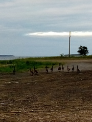 Branta canadensis canadensis