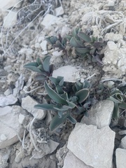 Penstemon pachyphyllus