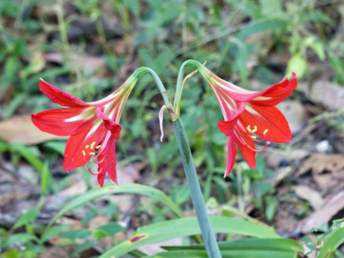 Hippeastrum miniatum observed 2022-07-20
