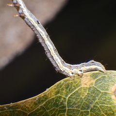 Bastilla solomonensis