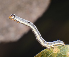 Bastilla solomonensis