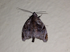 Androlymnia torsivena