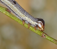 Bastilla solomonensis