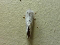 Phiala