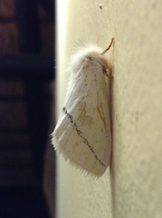 Phiala