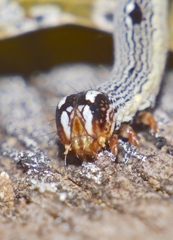 Bastilla solomonensis