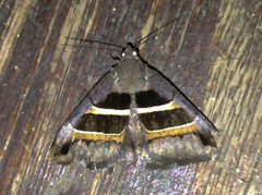 Grammodes congenita