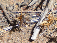 Chrysanthrax vanus