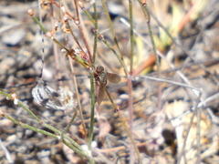 Chrysanthrax vanus