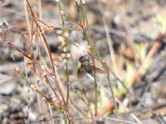 Chrysanthrax vanus