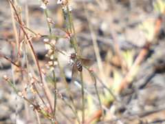 Chrysanthrax vanus
