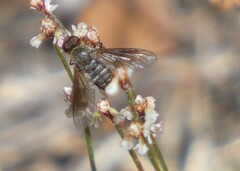 Chrysanthrax vanus