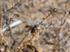 Chrysanthrax vanus