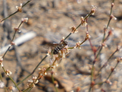 Chrysanthrax vanus