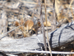 Chrysanthrax vanus