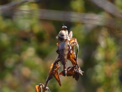 Stenopogon californiae