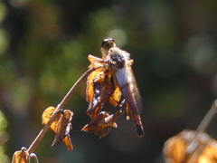 Stenopogon californiae