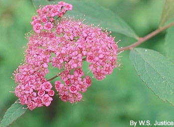 Japanese Spiraea Invasive Plants Of Maryland Inaturalist