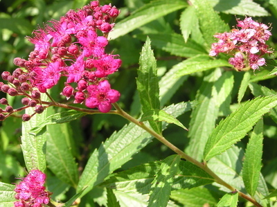 Japanese Spiraea Invasive Plants Of Maryland Inaturalist