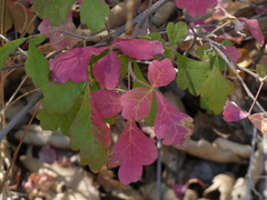 Stigmella intermedia