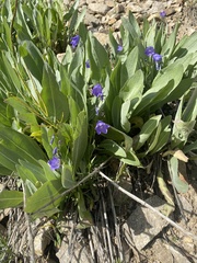 Campanula parryi