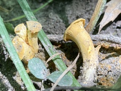 Cantharellus chicagoensis