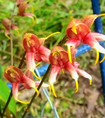 Masdevallia pachyura