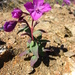Dwarf Fireweed - Photo (c) Kim Hansen, some rights reserved (CC BY-SA)