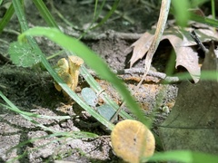 Cantharellus chicagoensis