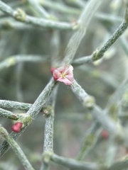Eriogonum nidularium