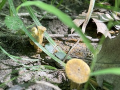 Cantharellus chicagoensis