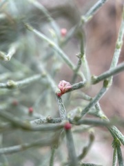 Eriogonum nidularium